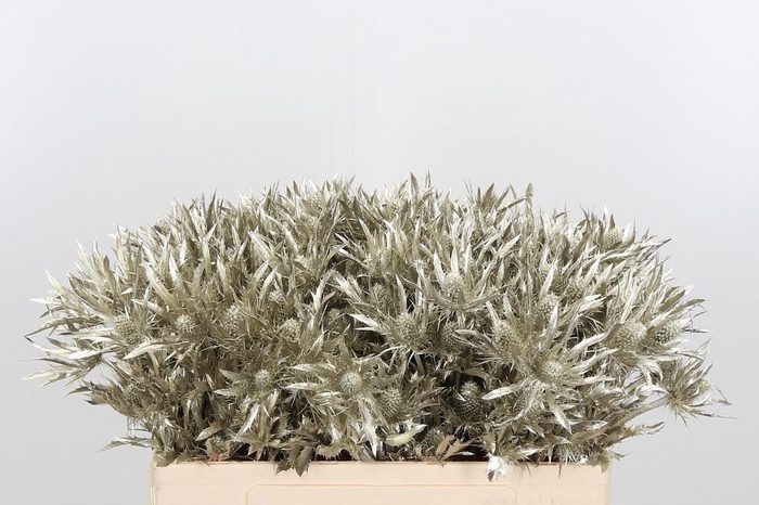 <h4>Eryn Orion Kl Bh Platina</h4>