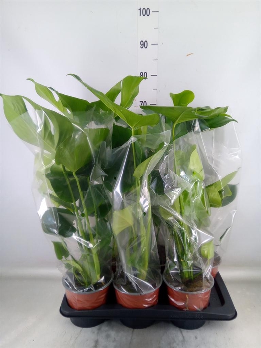 <h4>Monstera delic.</h4>