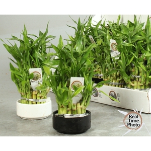DRA LUCKY BAMBOO