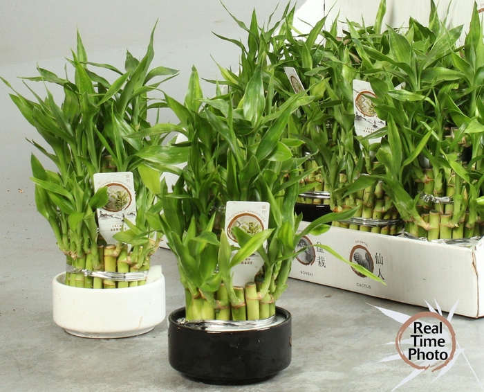 <h4>DRA LUCKY BAMBOO</h4>