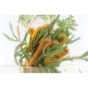 Banksia Ericifolia