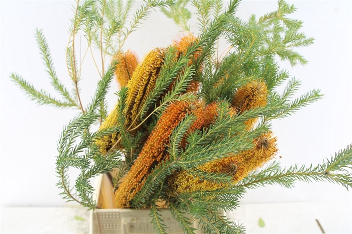 <h4>Banksia Ericifolia</h4>