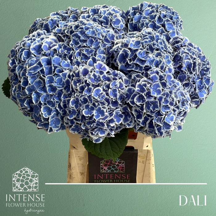 <h4>HYDR M BEAU DALI</h4>