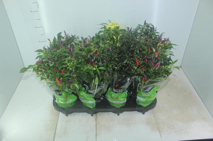 <h4>PIMENTA P14</h4>