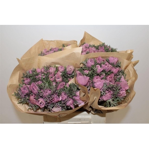 Anem Marianne Powder Wine Red