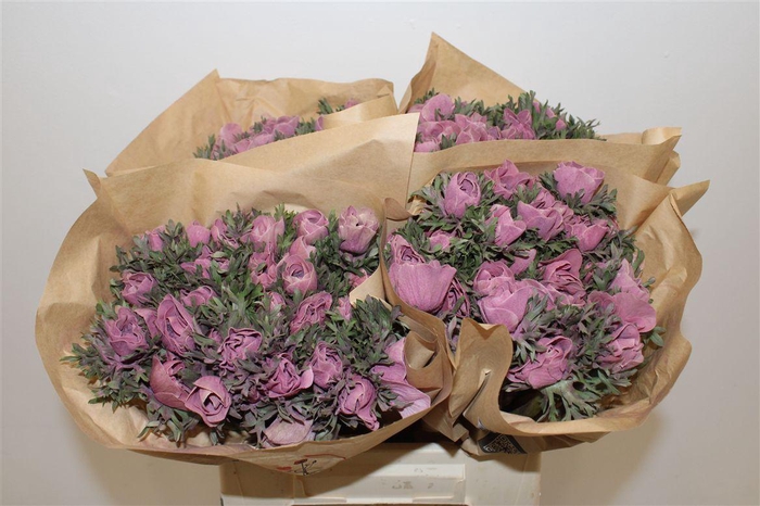 <h4>Anem Marianne Powder Wine Red</h4>