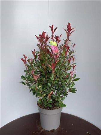 <h4>Photinia Fr Carre Rouge</h4>