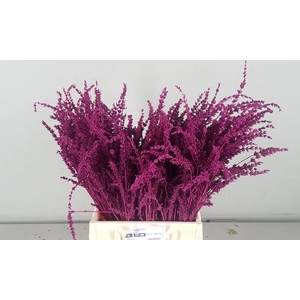 DF Lavender Bs Erica