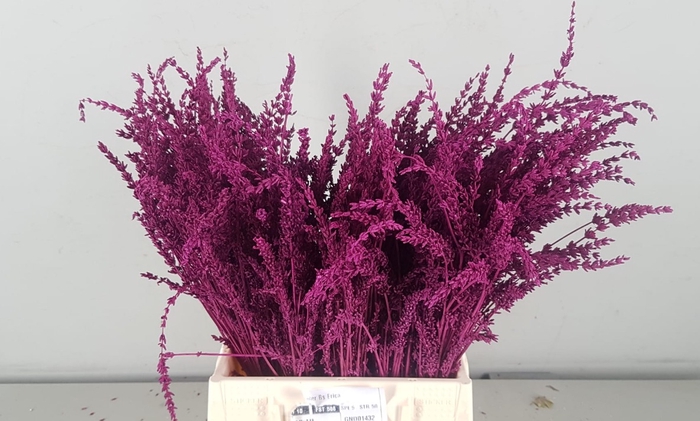 <h4>DF Lavender Bs Erica</h4>