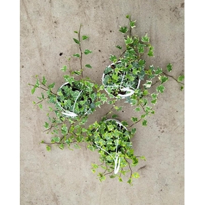 HEDERA HELIX p14 bont