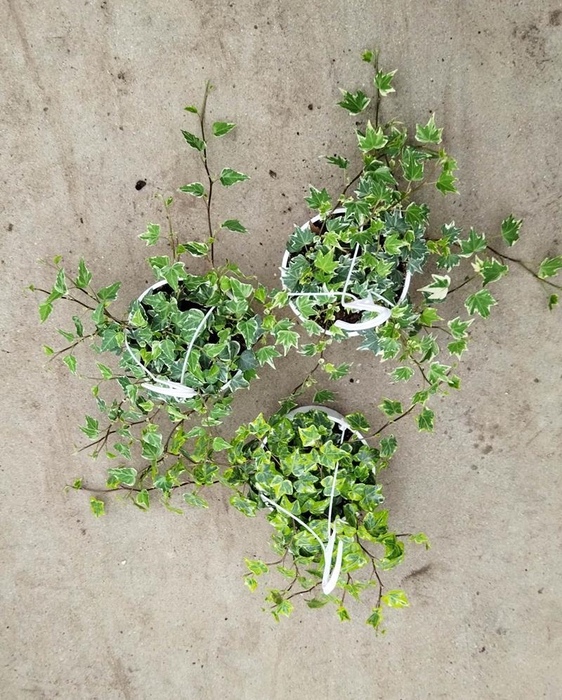 <h4>HEDERA HELIX p14 bont</h4>