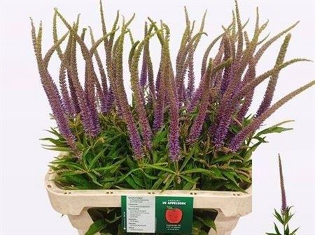 <h4>Veronicastrum Vi Apollo</h4>