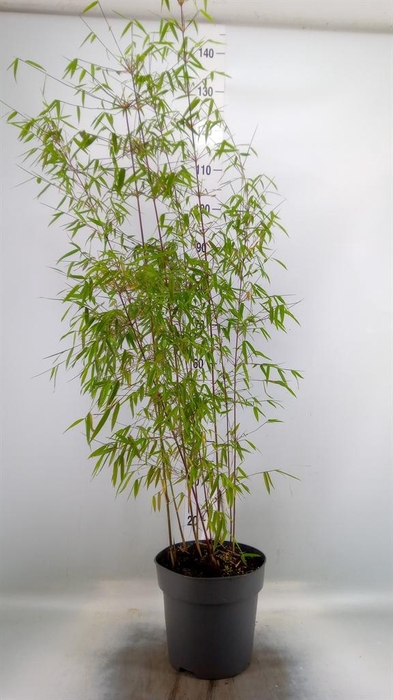 Fargesia  'Jiuzhaigou 1'