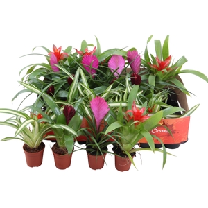 BROMELIA GEM