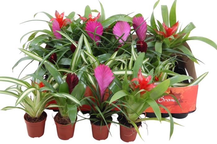 <h4>BROMELIA GEM</h4>