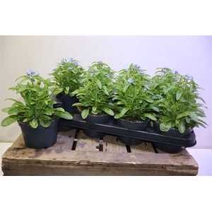 arr8 Myos Sy Mon Amie