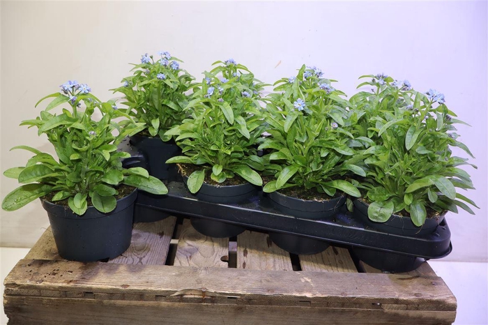 <h4>arr8 Myos Sy Mon Amie</h4>