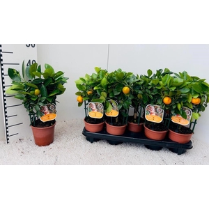 Citrus Calamondin rack/trellis (s2)