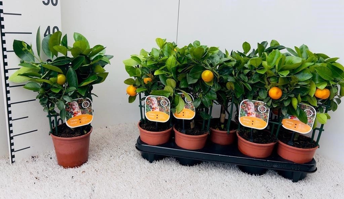 <h4>Citrus Calamondin rack/trellis (s2)</h4>