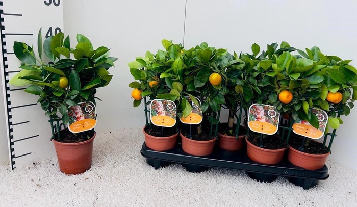 <h4>Citrus Calamondin rack/trellis (s2)</h4>