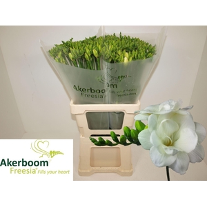 Freesia du Versailles