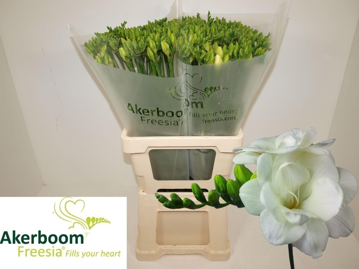 <h4>Freesia du Versailles</h4>