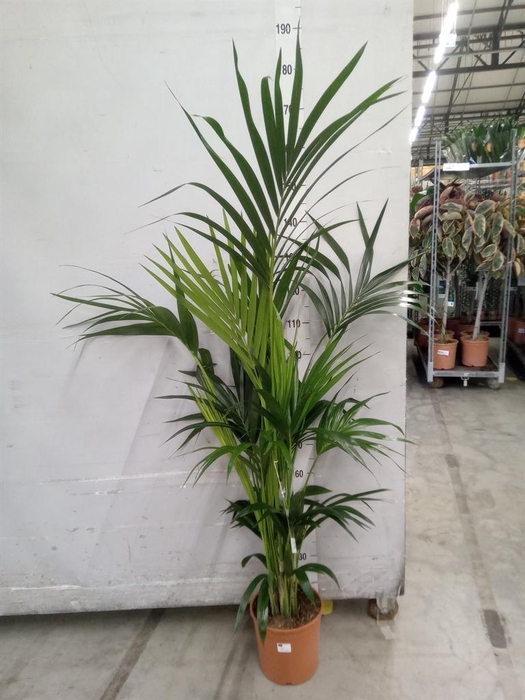 <h4>Howea forsteriana</h4>