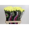Dianthus St Zelda