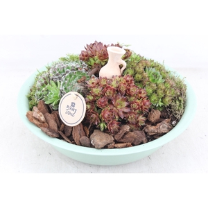 arr4 Semp PL - Zink schaal groen L