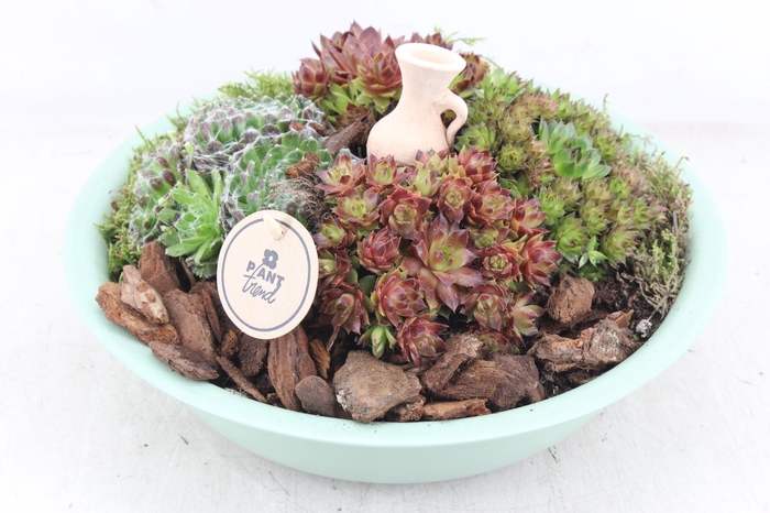 <h4>arr4 Semp PL - Zink schaal groen L</h4>