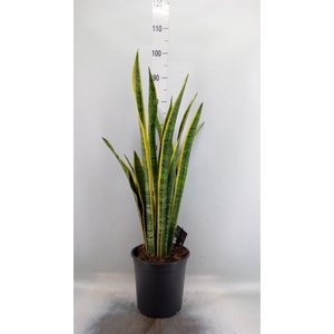 Sansevieria trifa. 'Laurentii'