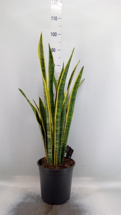 <h4>Sansevieria trifa. 'Laurentii'</h4>