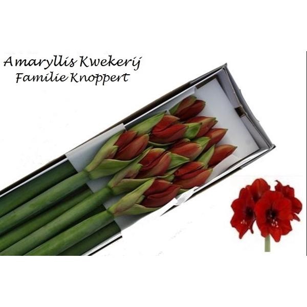 <h4>HIPP GA FERRARI 10</h4>