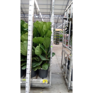Ficus lyrata