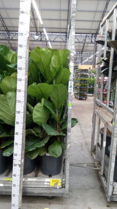 <h4>Ficus lyrata</h4>