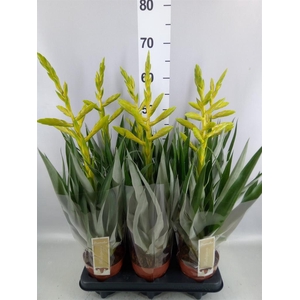 Tillandsia oerstediana