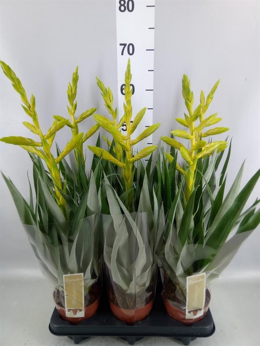 <h4>Tillandsia oerstediana</h4>