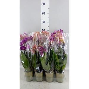 Phalaenopsis   ...mix
