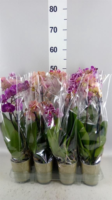 <h4>Phalaenopsis   ...mix</h4>