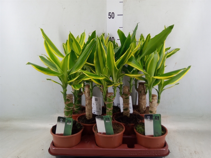 <h4>Dracaena frag.   ...mix 3</h4>