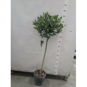 Laurus nobilis