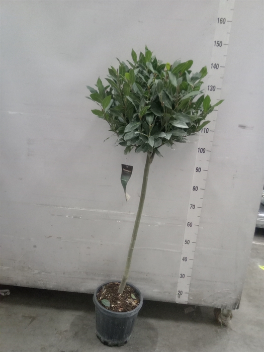 <h4>Laurus nobilis</h4>
