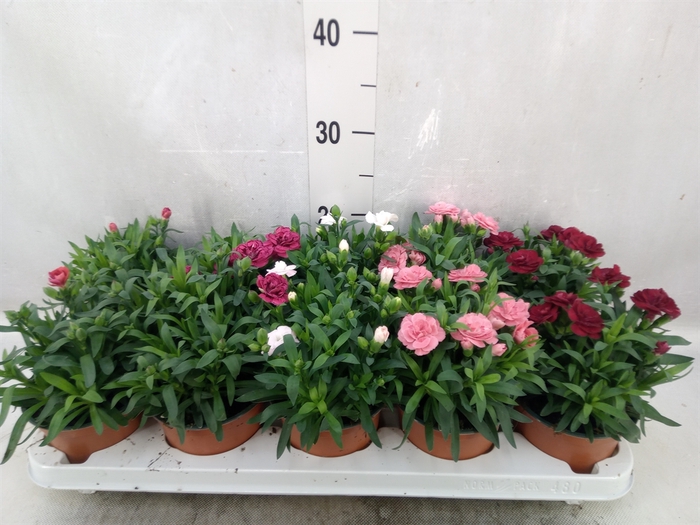 <h4>Dianthus  'Oscar'   ...mix</h4>