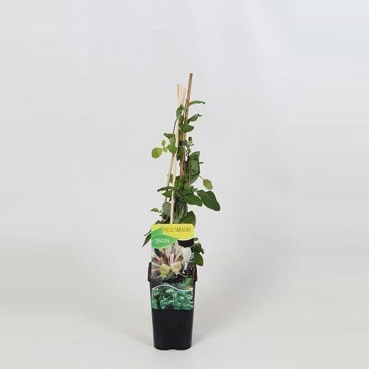<h4>Lonicera periclymenum</h4>
