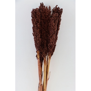 Dried Sorghum 6pc Dark Brown Bunch