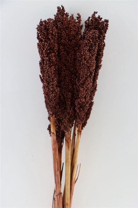 <h4>Dried Sorghum 6pc Dark Brown Bunch</h4>