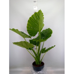 Alocasia gageana