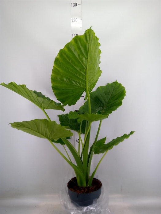 <h4>Alocasia gageana</h4>