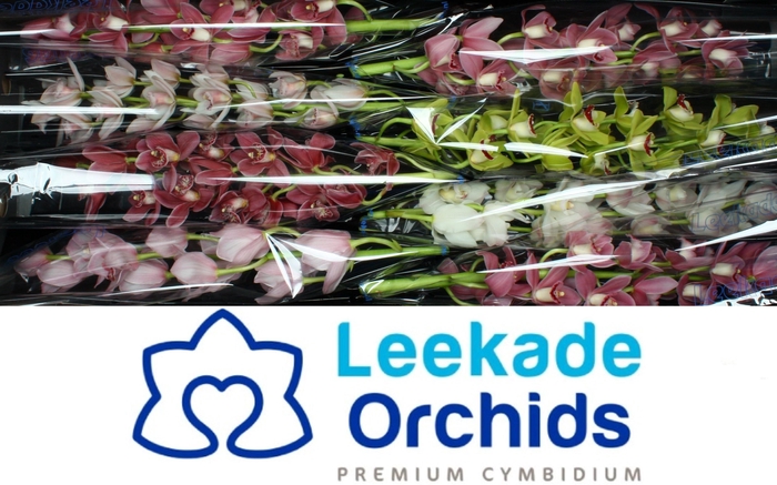 <h4>CYMB MI GEM</h4>