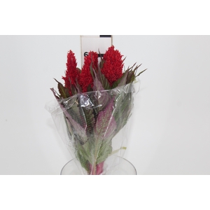 CELOSIA PLUMOSA CENTURY RED 060 CM